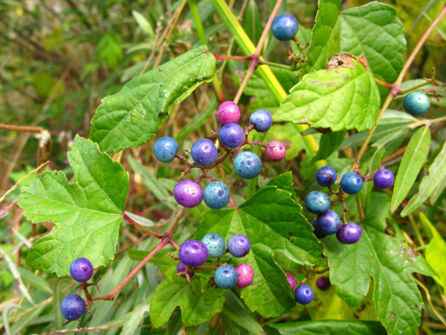 Лиана виноградовник