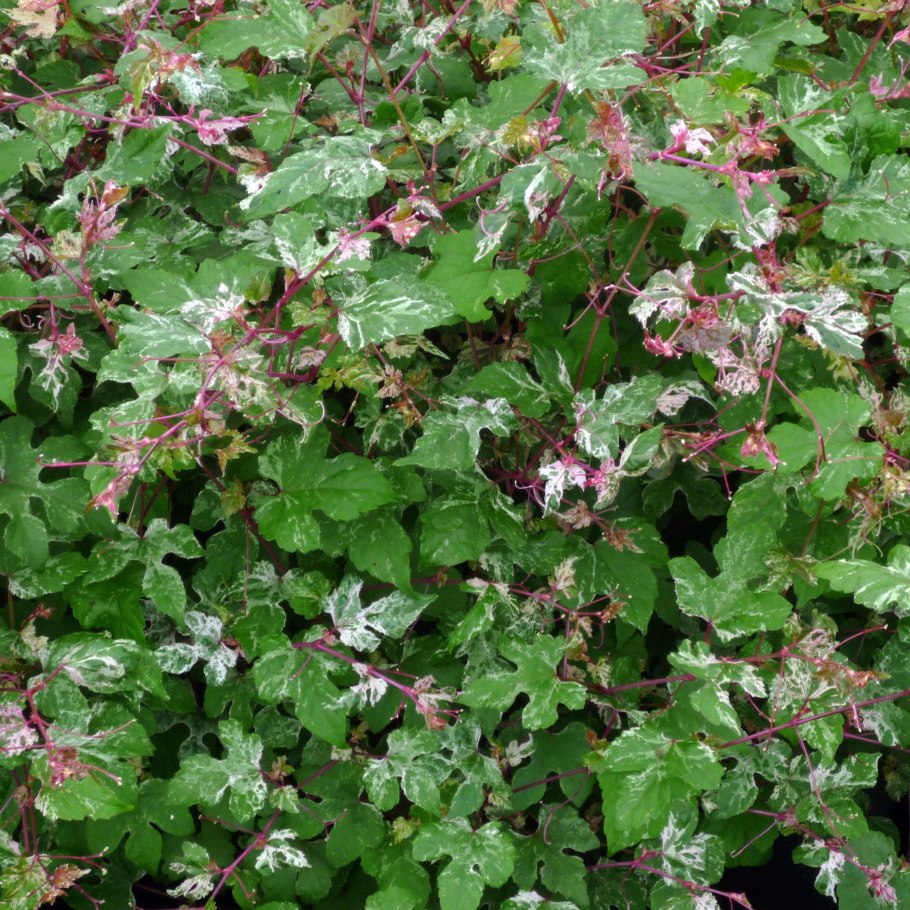 Виноградовник железистый Элеганс