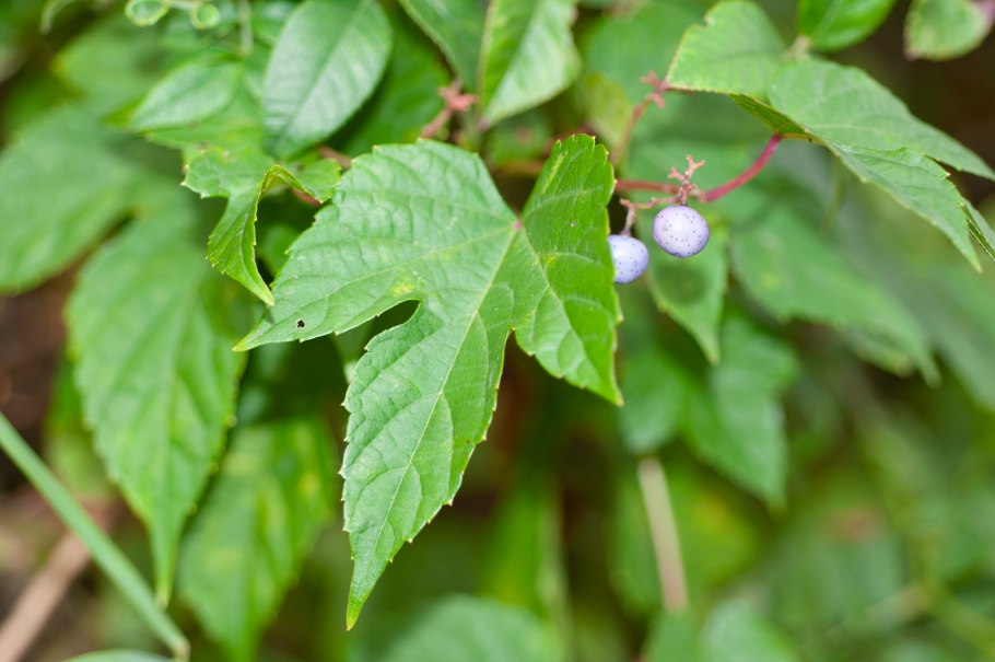 Виноградовник аконитолистный