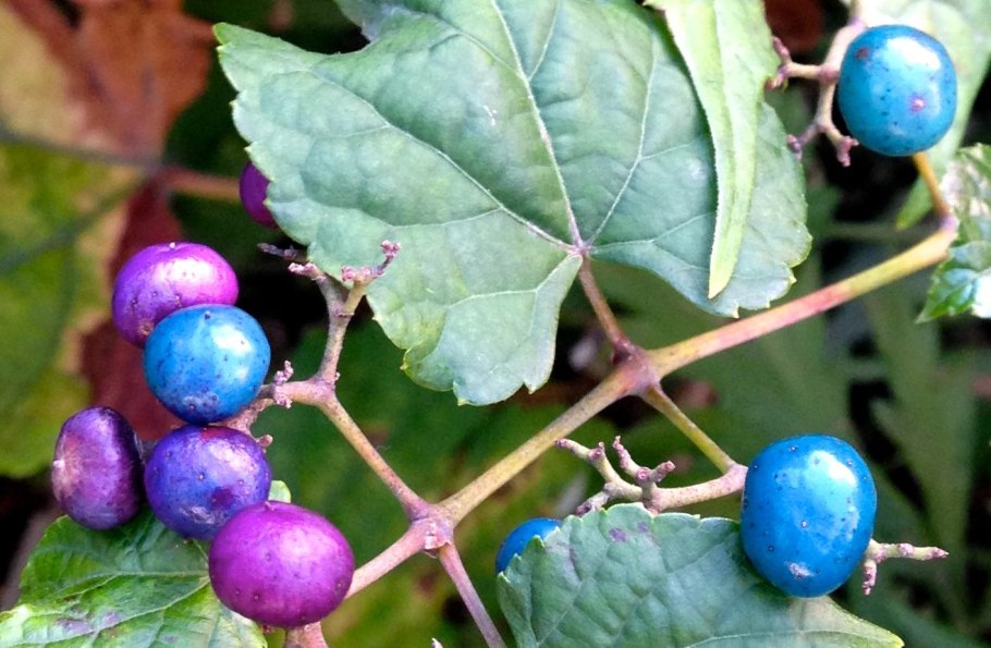 Виноградовник японский Ampelopsis japonica