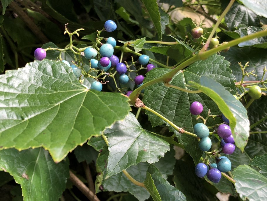 Виноградовник Ампелопсис