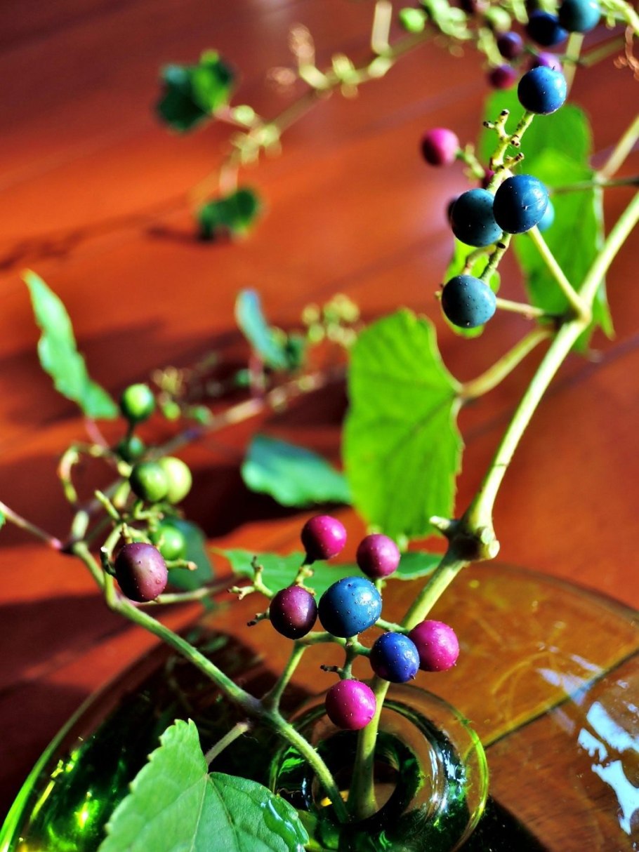 Виноградовник (Ampelopsis)