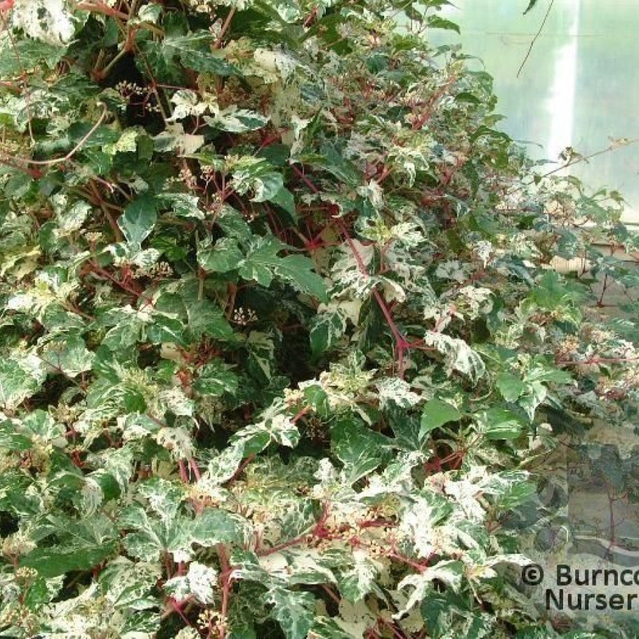 Японская вьющаяся растение с ягодами