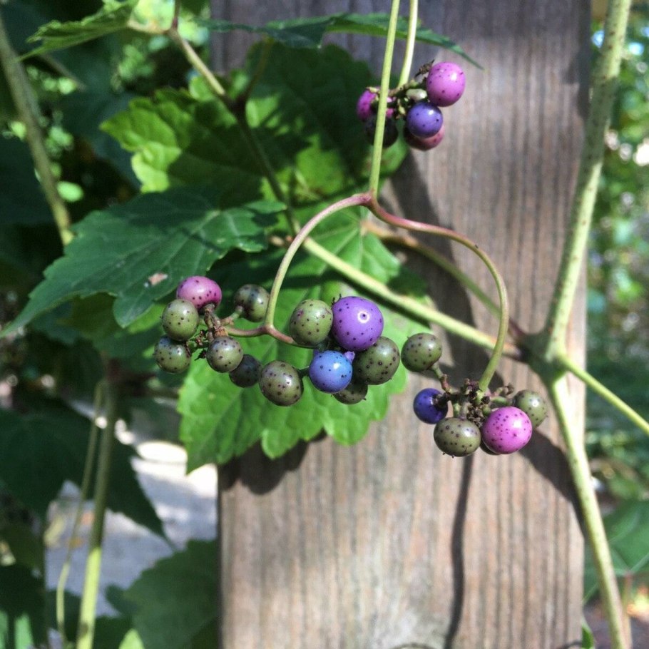 Виноградовник Ampelopsis aconitifolia