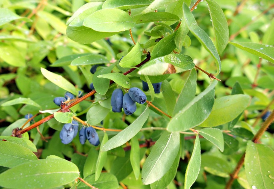 Жимолость Лесная-Lonicera xylosteum