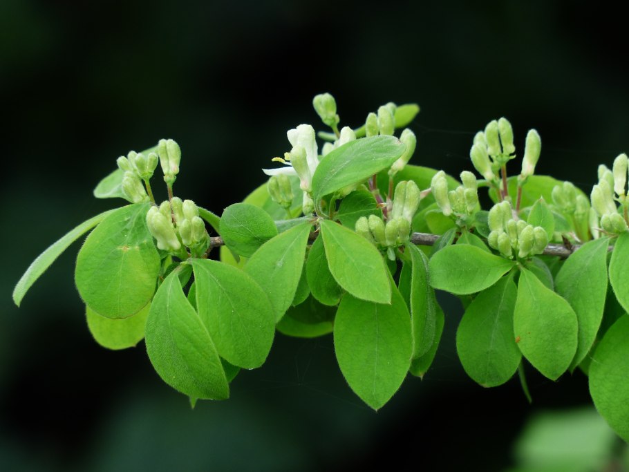 Жимолость съедобная (Lonicera edulis)