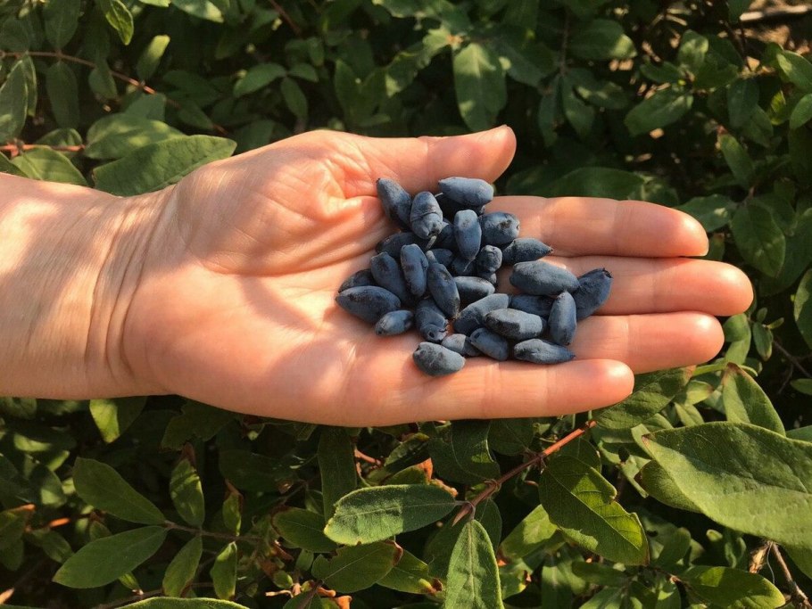 Жимолость Татарская кустарник