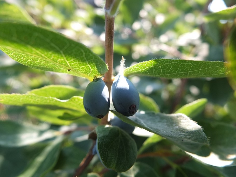 Жимолость обыкновенная