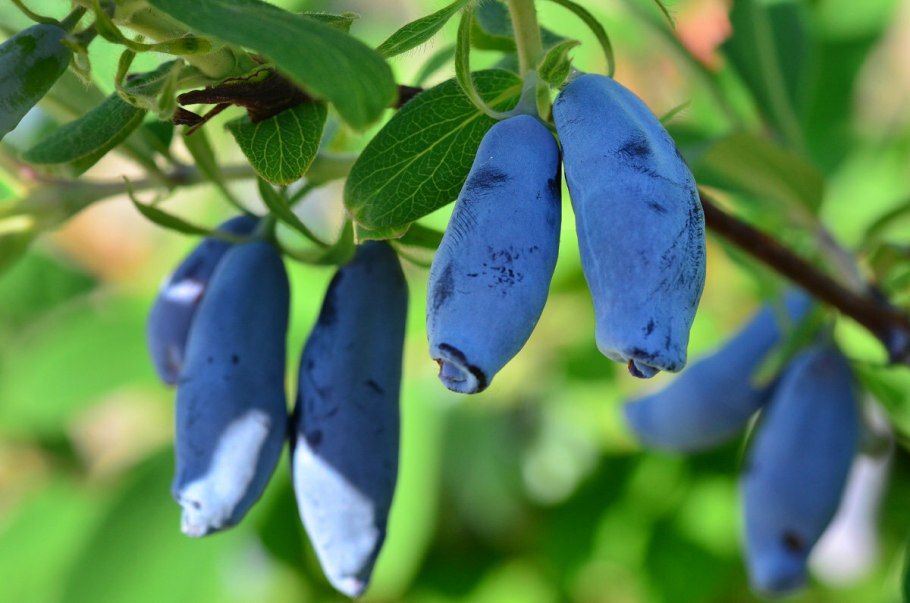 Lonicera tatarica жимолость Татарская