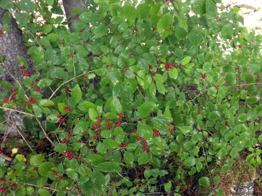 Жимолость Лесная куст