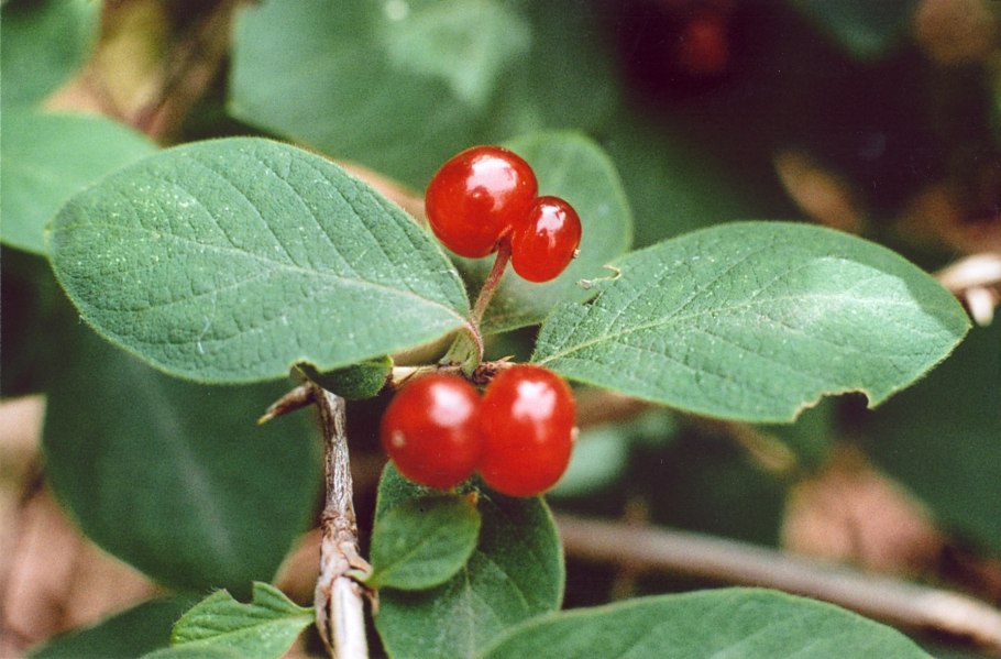 Жимолость обыкновенная (Lonicera xylosteum)