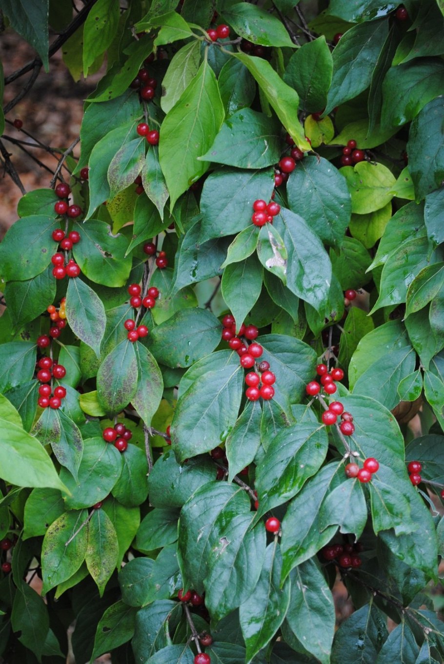 Lonicera xylosteum Солитер