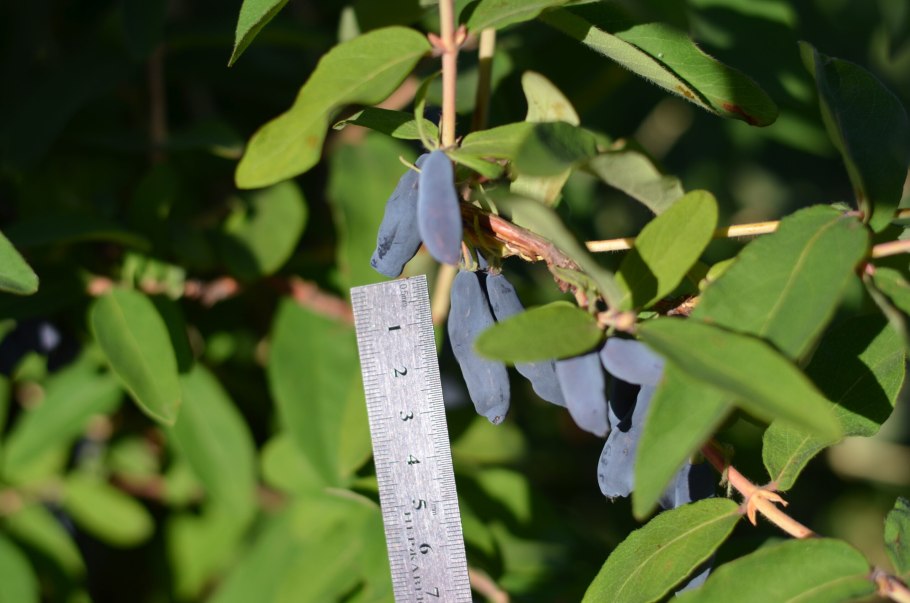 Жимолость съедобная голубое Веретено