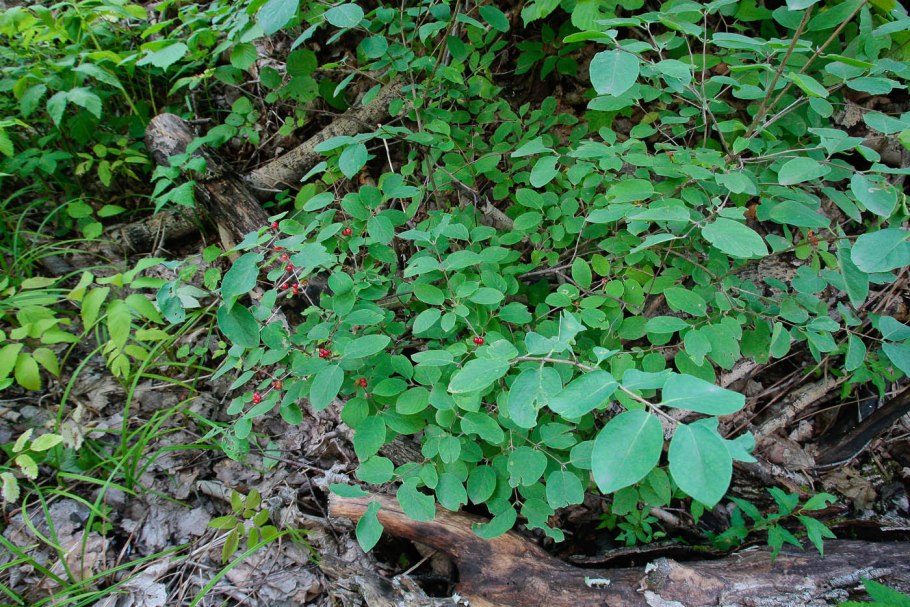 Ирга жимолость