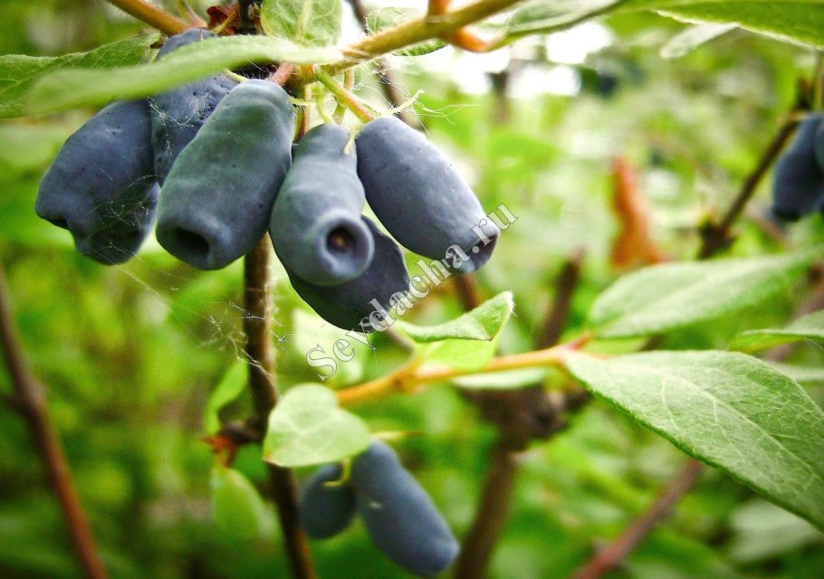 Жимолость обыкновенная цветы