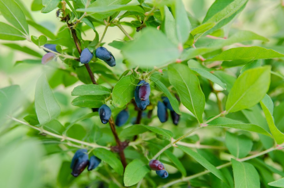 Жимолость (Lonicera xylosteum),