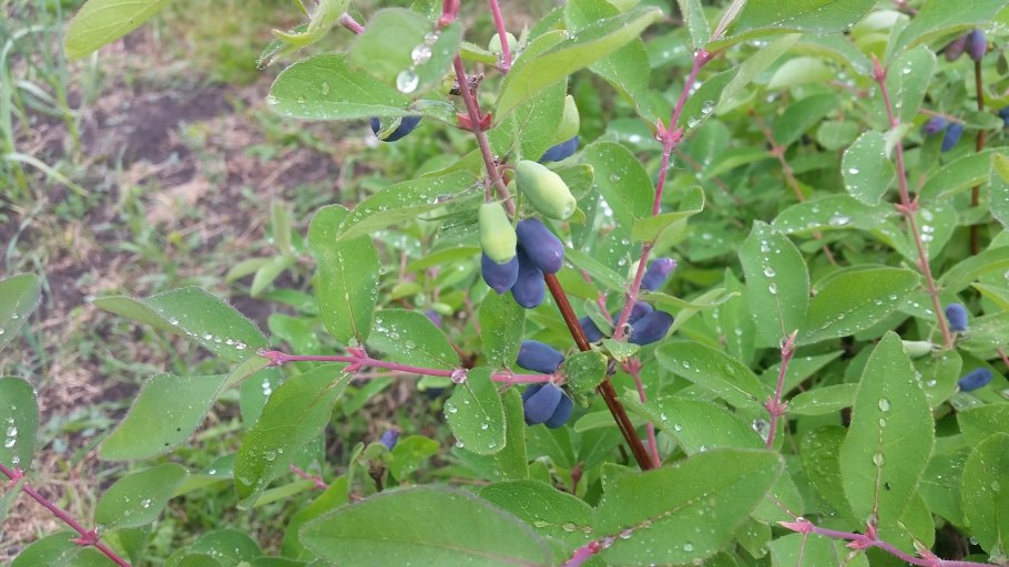 Жимолость (Lonicera xylosteum),