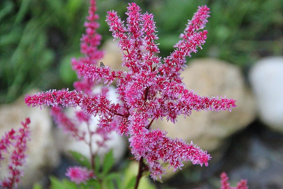 Аквилегия обыкновенная Барлоу