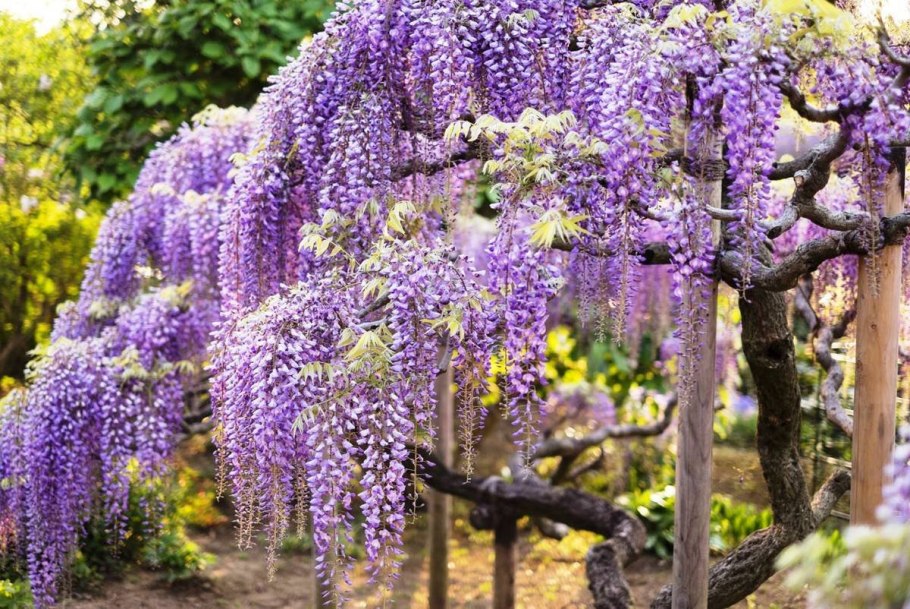 Цветущие субтропические кустарники многолетники
