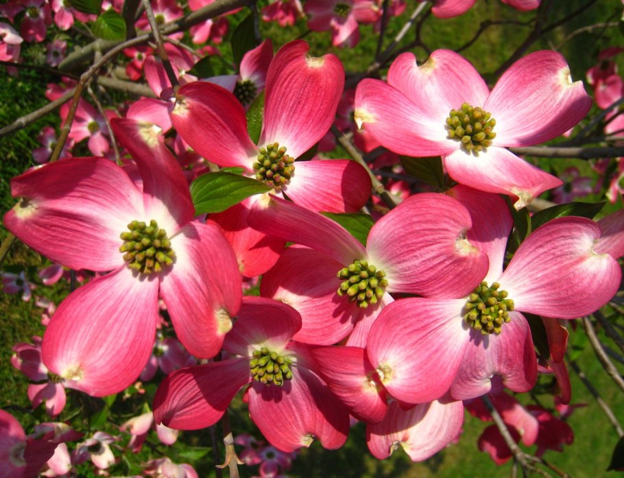 Морозостойкие цветы