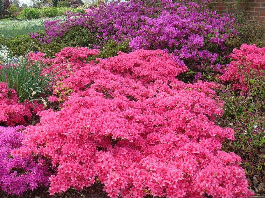 Пираканта ярко-красная Red column