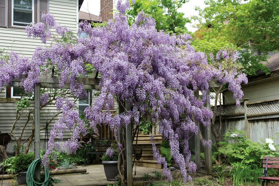 Астильба Арендса гранат