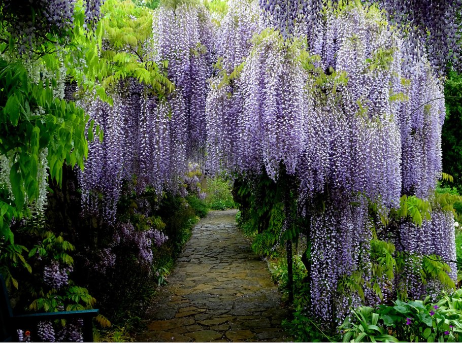 Лиатрис спиката spicata