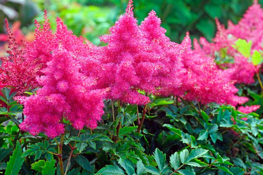 Бересклет крылатый (сорт 'Compactus')