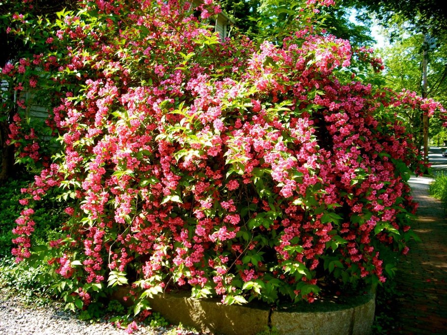 Рододендрон спирея