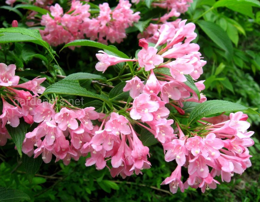 Wisteria sinensis Глициния китайская