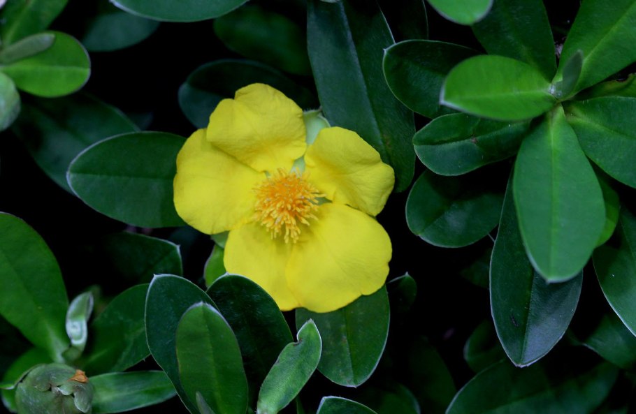 Hibbertia Scandens растение