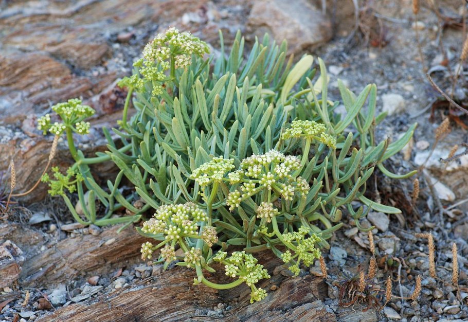 Критмум морской (Crithmum maritimum)