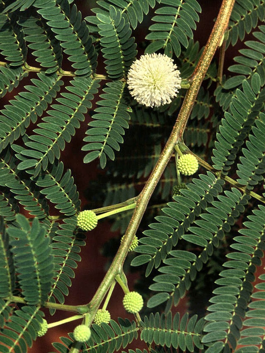 Leucaena leucocephala (Леуцена)