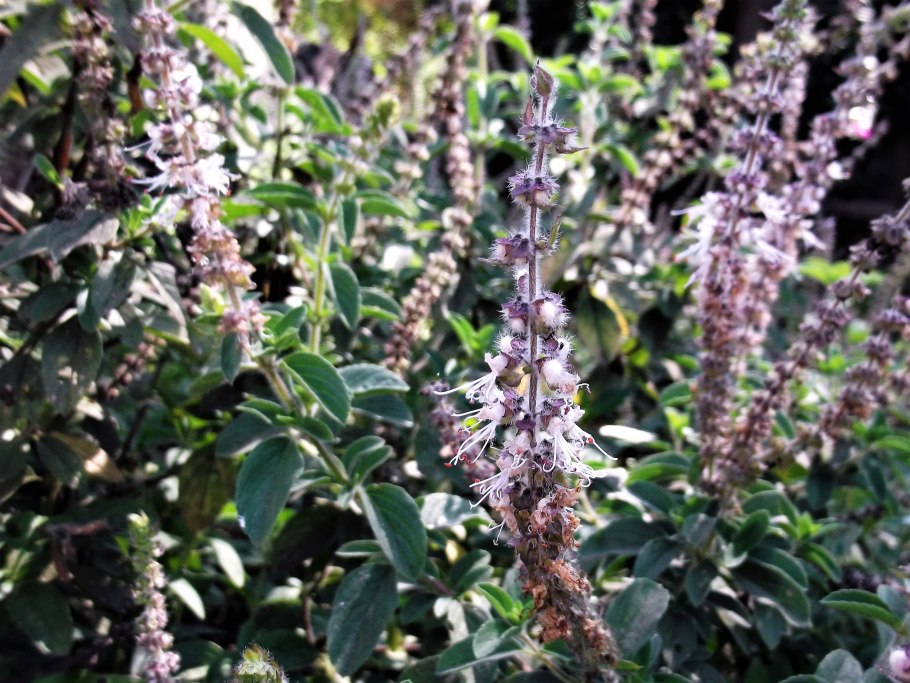 Pogostemon Patchouli