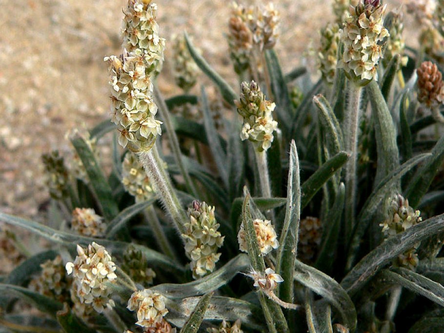 Plantago Psyllium подорожник блошный