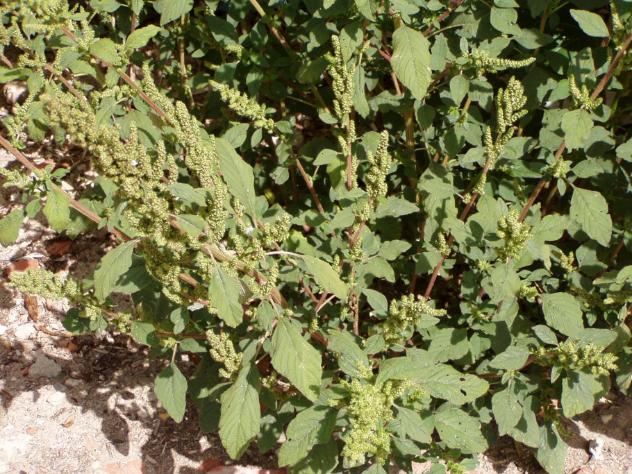 Chenopodium pallidicaule