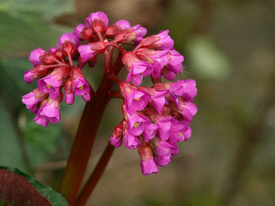 Бергения ( Bergenia ) Vitroflora