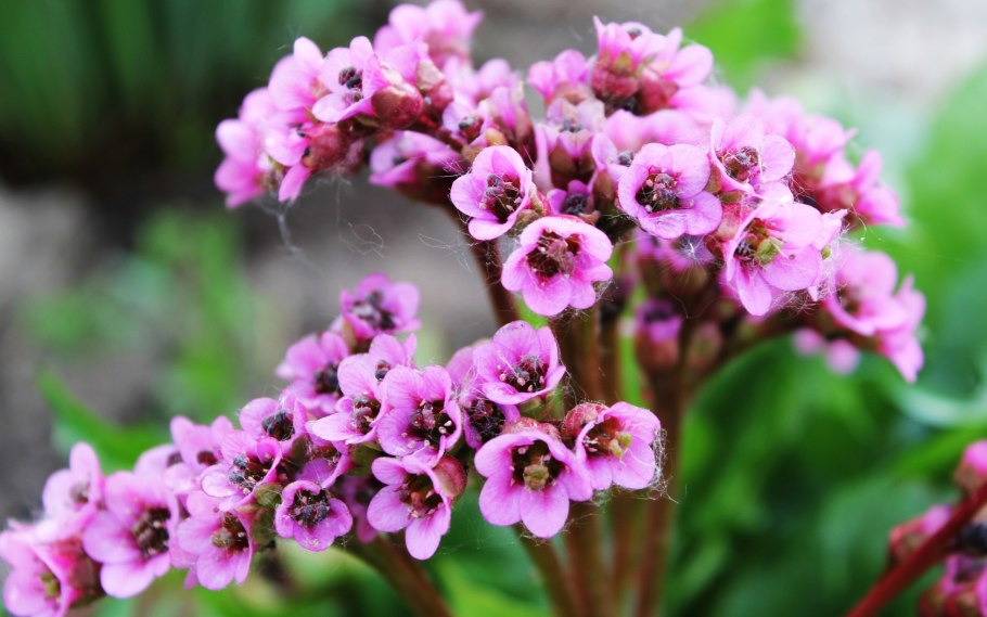 Бадан толстолистный дикий