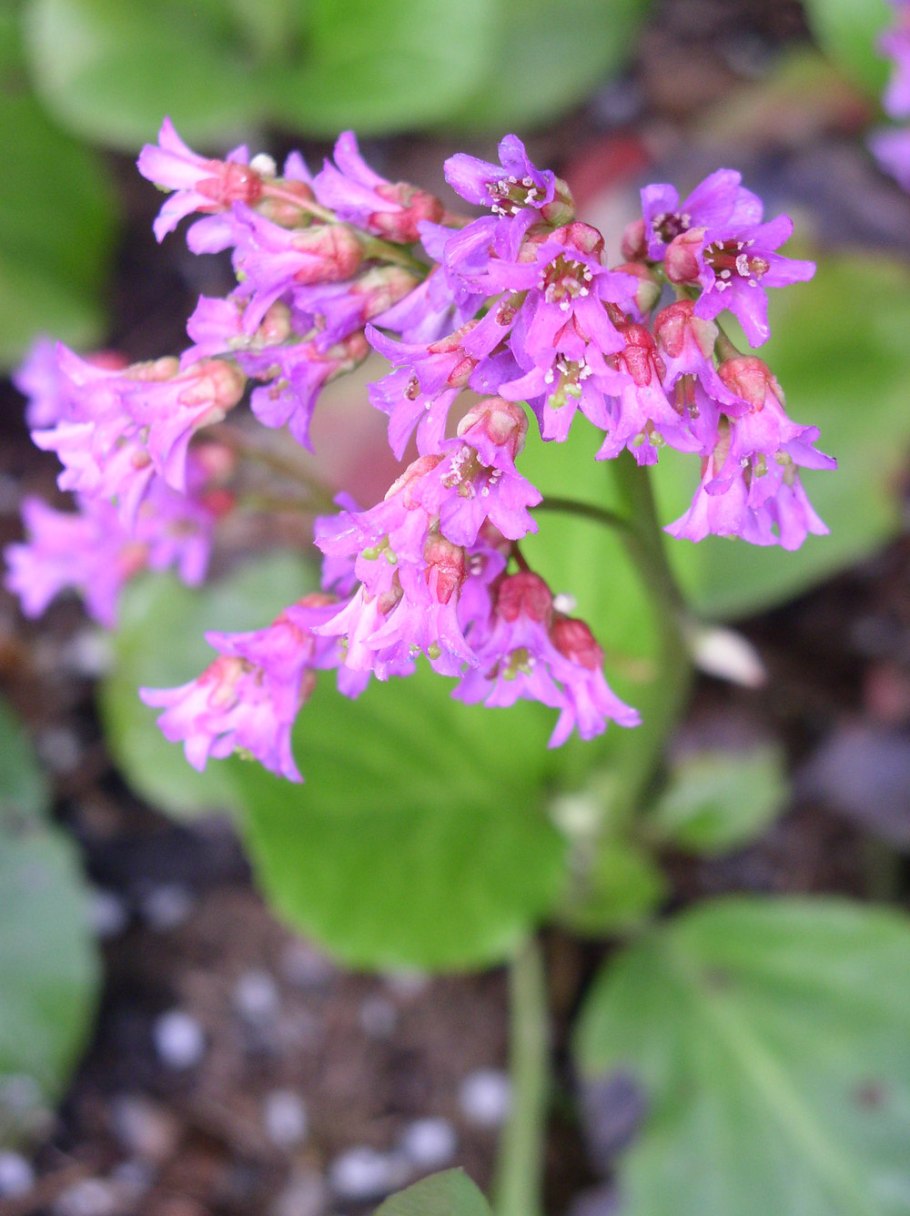 Бадан растение