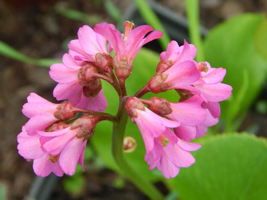 Вова Берианидзе