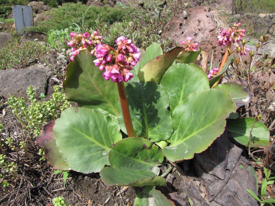 Алексей Мишин борец