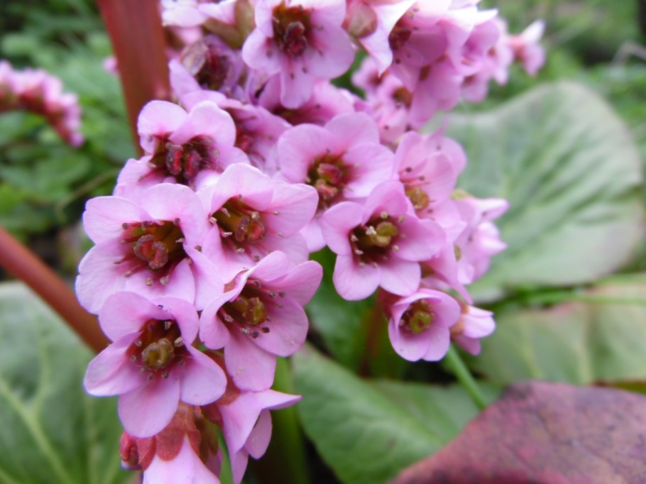 Аконит клобучковый корни