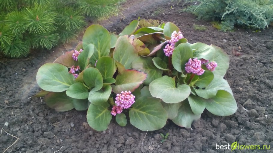 Бадан толстолистный (камнеломка)