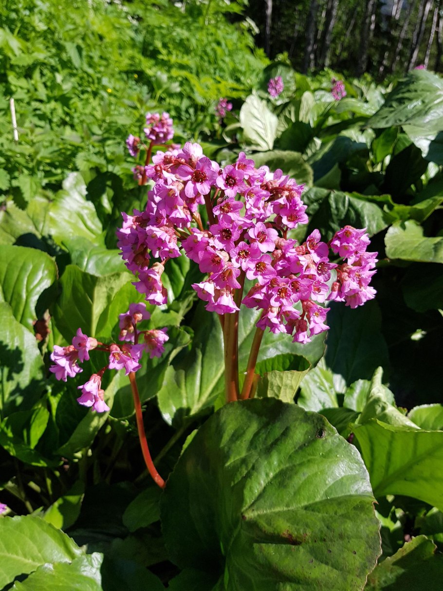 Bergenia crassifolia гербарий
