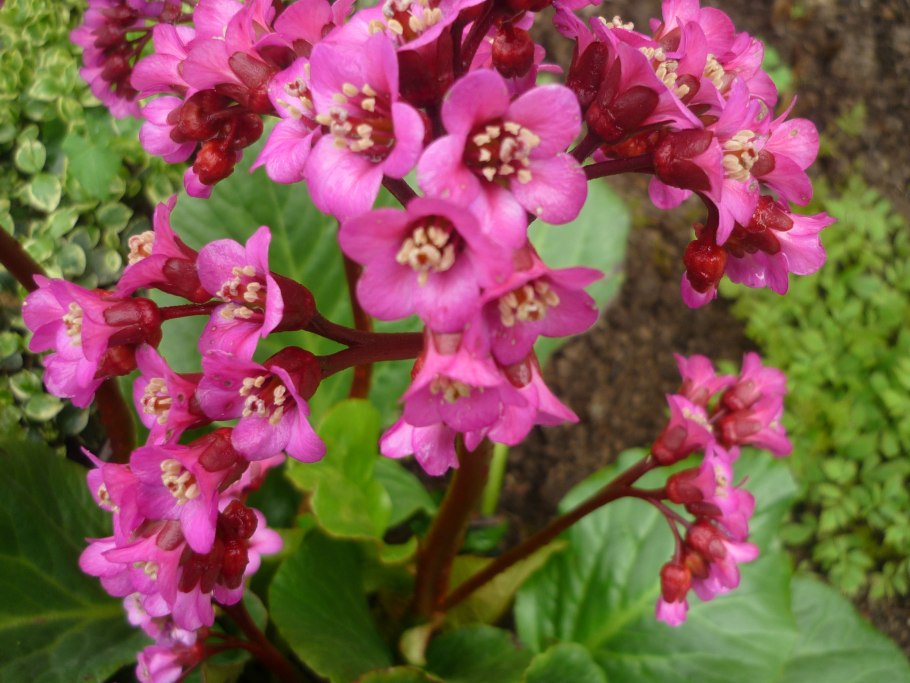 Бадан толстолистный