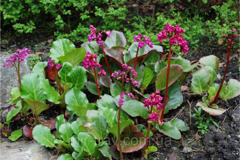 Бадан сердцелистный rotblum