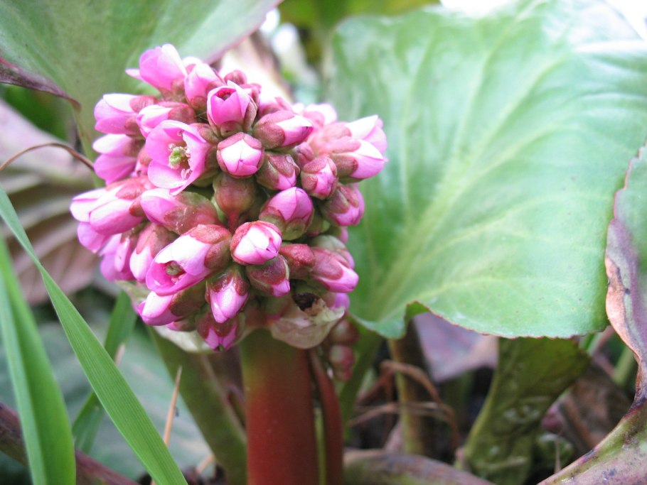 Бадан Bergenia crassifolia