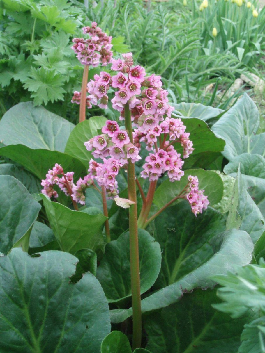 Бадан толстолистный Фармакогнозия