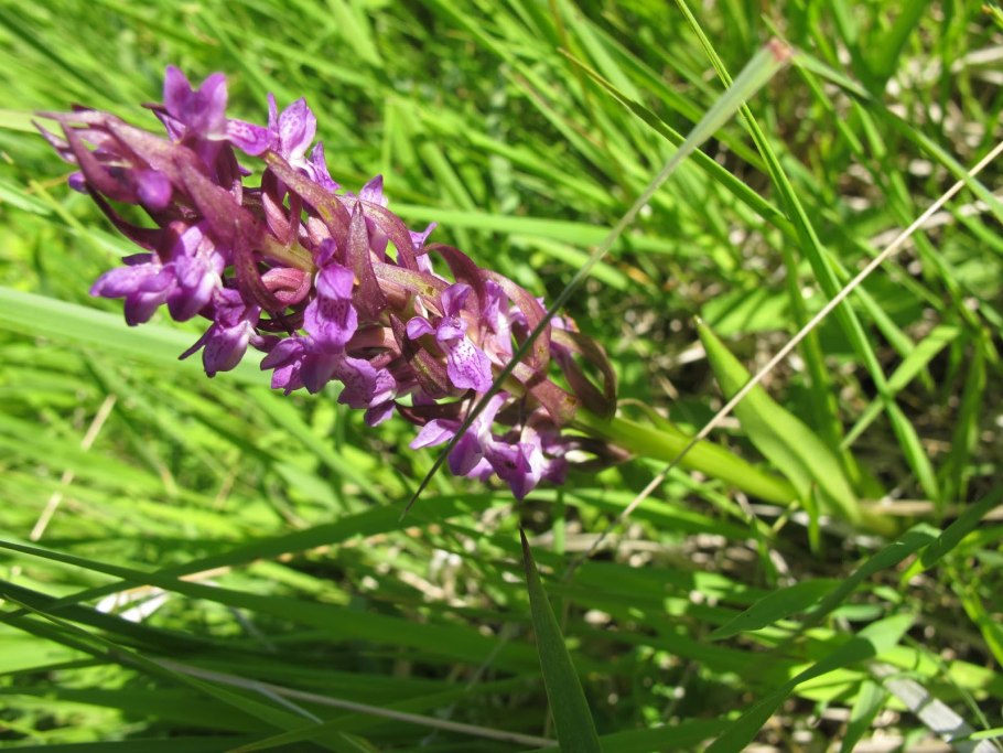Пальчатокоренник мясокрасный Dactylorhiza incarnata