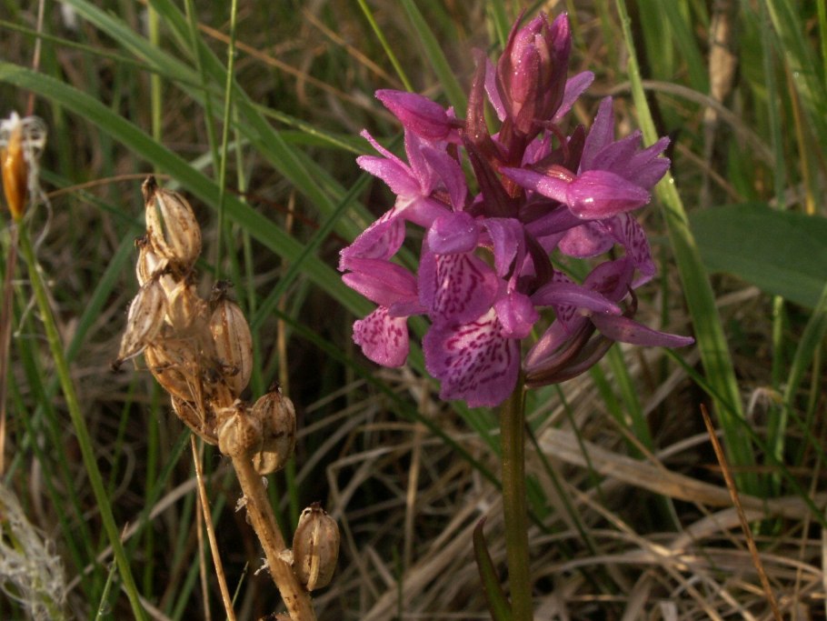 Пальцекорник Траунштейнера (Dactylorhiza traunsteineri)